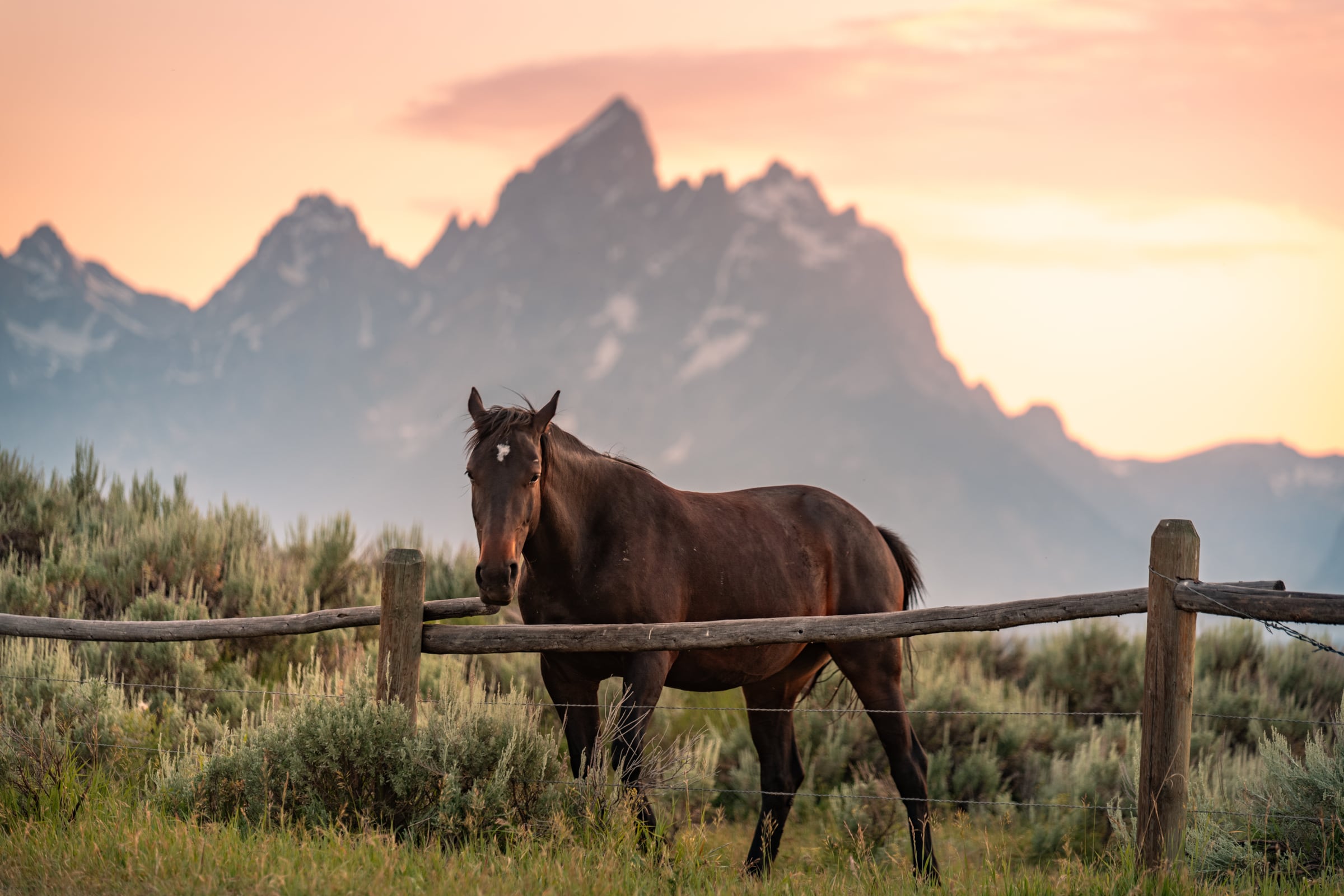 A dark horse stands behind a wooden fence with jagged mountains glowing at sunset.