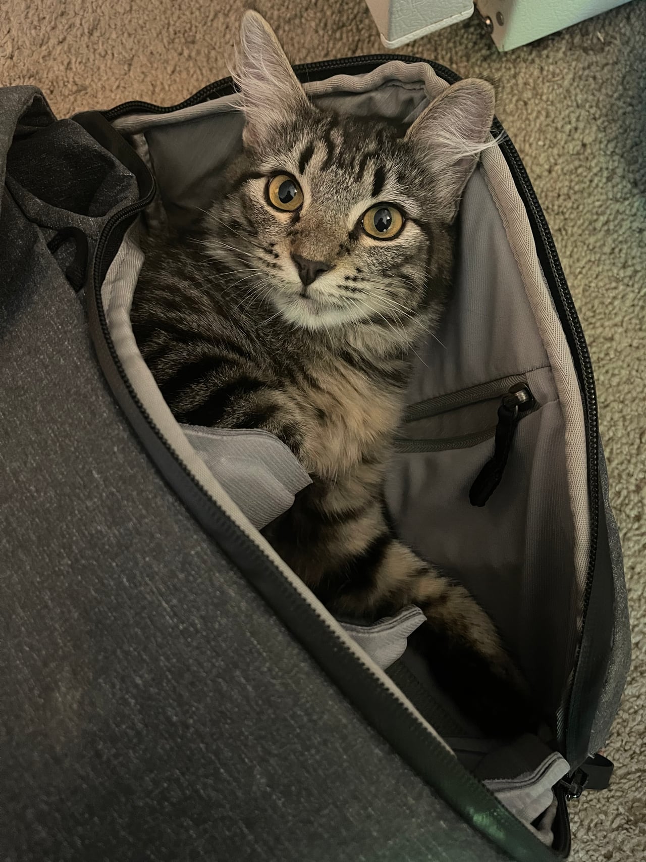 A younger Hugo sits inside an open backpack and looks upward.