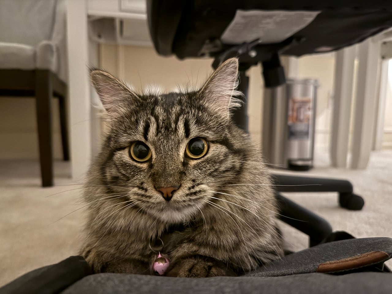 Close portrait of Hugo resting on an office chair.