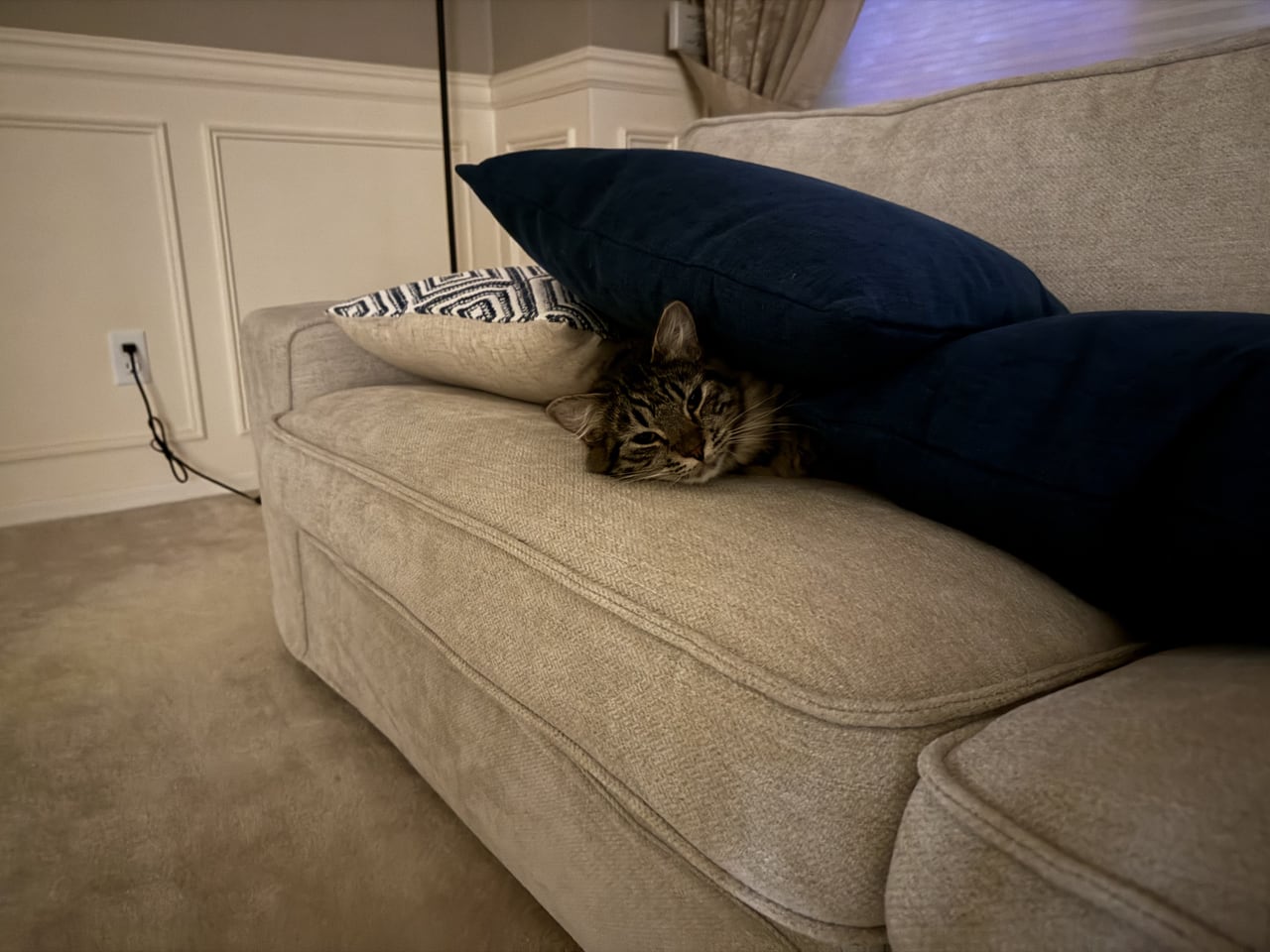 Hugo peeks out from beneath navy cushions on a sofa.