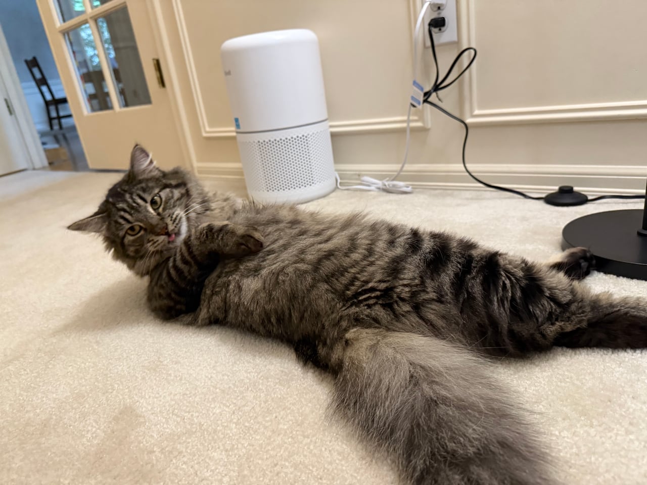 Hugo lounges on a carpet with one paw tucked under their chin.