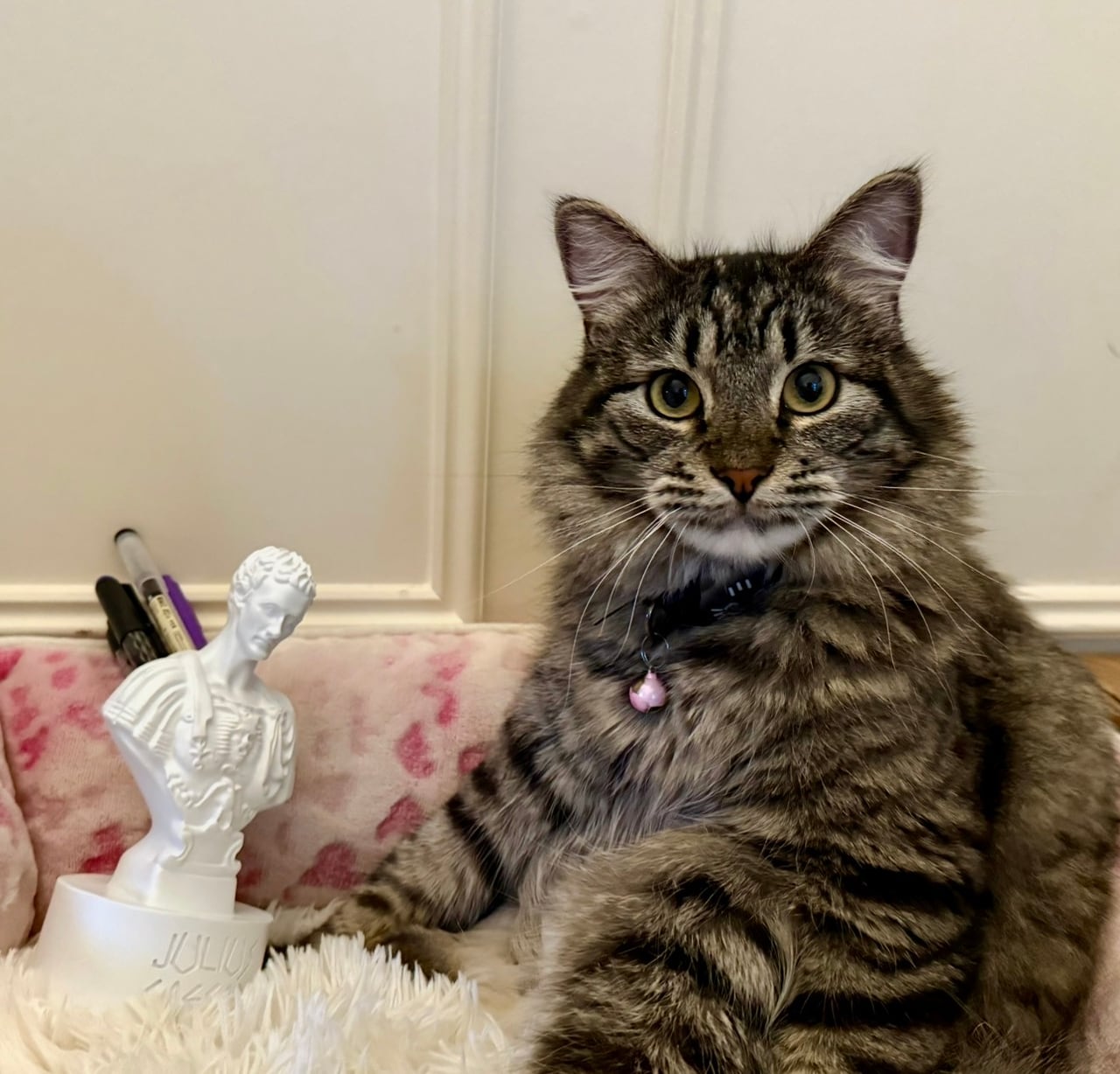 Hugo, a long-haired tabby cat, sits beside a small classical bust.