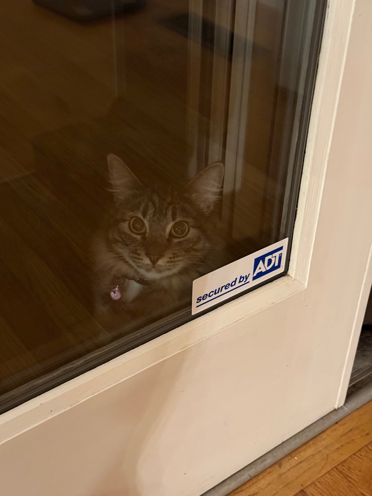 Hugo watches through a glass door.